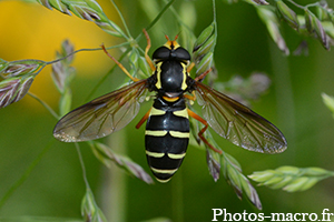 Xanthogramma citrofasciatum