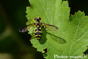 Xanthogramma pedissequum