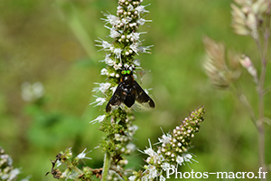 Chrysops sp