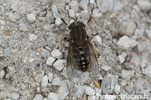 Tabanus bovinus