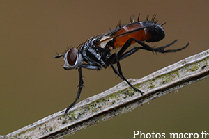 Cylindromyia bicolor