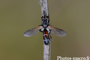 Cylindromyia bicolor