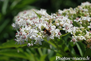 Ectophasia crassipennis