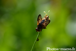 Ectophasia crassipennis