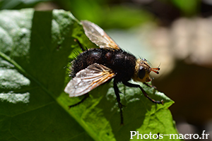 Tachina grossa