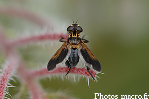 Trichopoda pennipes