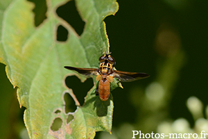 Trichopoda pennipes