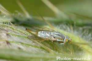 Terellia longicauda