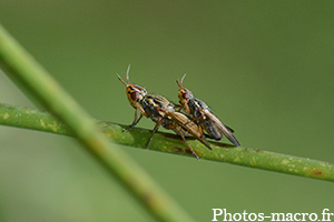 Dorycera graminum acc