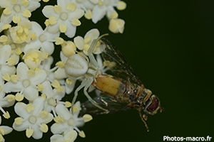 Misumena vatia vs une syrphe