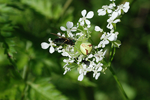 Diana dorsata vs une mouche