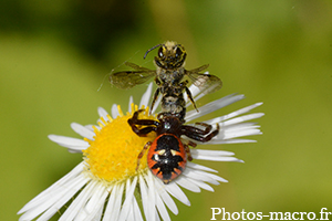 Thomise globuleuse vs une mouche