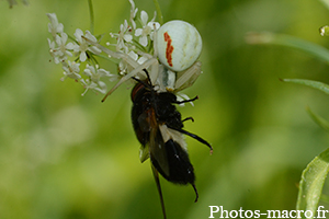 Thomise vs une mouche