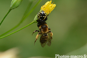 Araignée napoléon vs Une Abeille