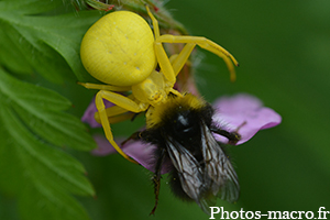 Misumena vatia vs Un bourdon