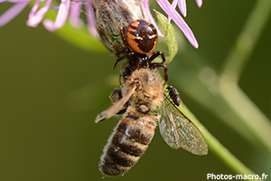 Araignée Napoléon vs une abeille