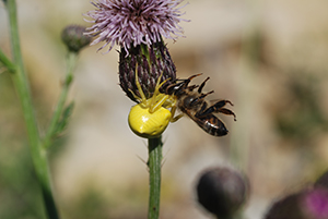 Thomise vs une abeille