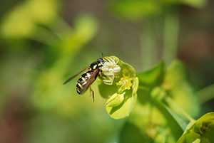 Thomise vs une Chrysotoxe élégante