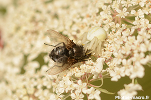 Une thomise vs une mouche