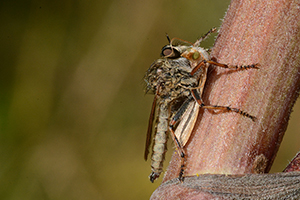 Mouche Asilide vs un papillon 