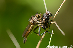 Une mouche asilide vs une mouche bleue