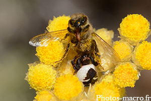 Une thomise globuleuse vs une abeille