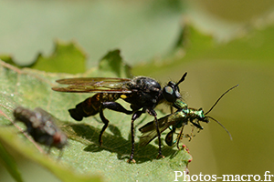 Une Mouche asilide vs un Oedemeridé