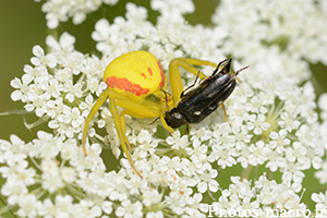 Thomise vs un Buprestidé