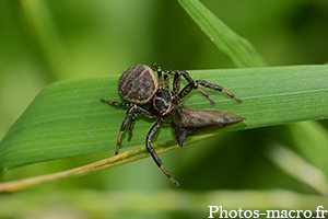 Xysticus kempeleni vs un Demi-Diable