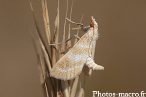 Papillon prêt au décollage<br />(F.Crambidae)