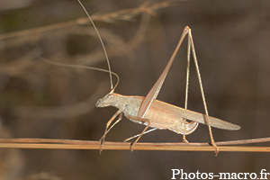 Un Phanéroptère aux longues pattes<br />(F.Phanoreptidae)