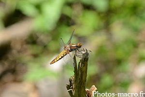 Une Libellule déprimée sur sa tige<br />(F.Libellulidae)