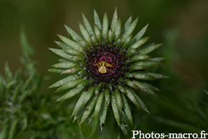 Une Thomise sur sa fleur de chardon<br />(F.Thomisidae)