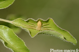 Une araignée prenant sa place!<br />(O.Araneae)