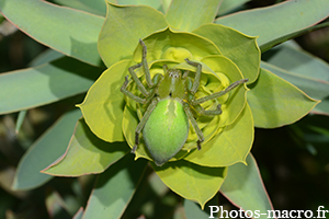 Le Micrommate émeraude sur Euphorbe<br />(F.Sparassidae)