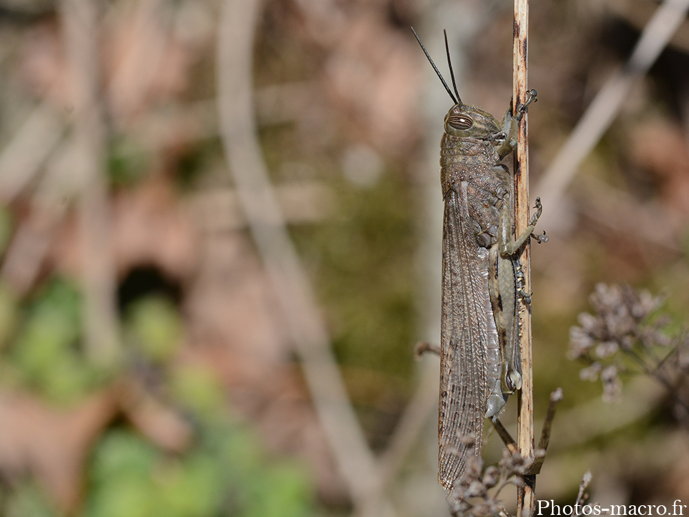 Anacridium aegyptium