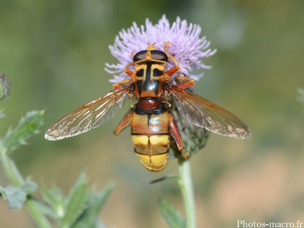 Milesia crabroniformis