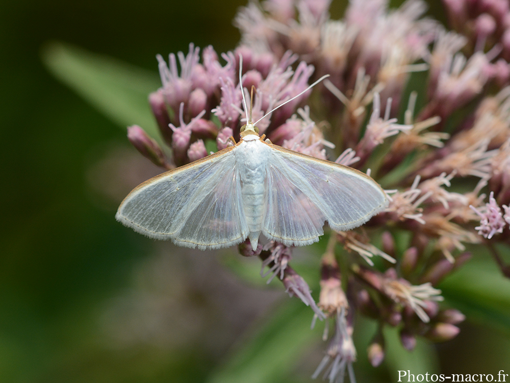 Palpita vitrealis
