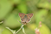 Lycaena tityrus