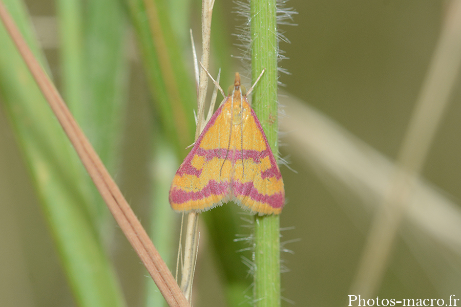 Pyrausta virginalis