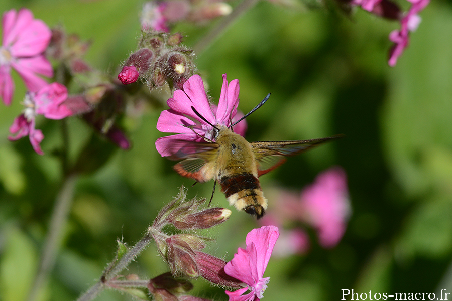 Hemaris fuciformis