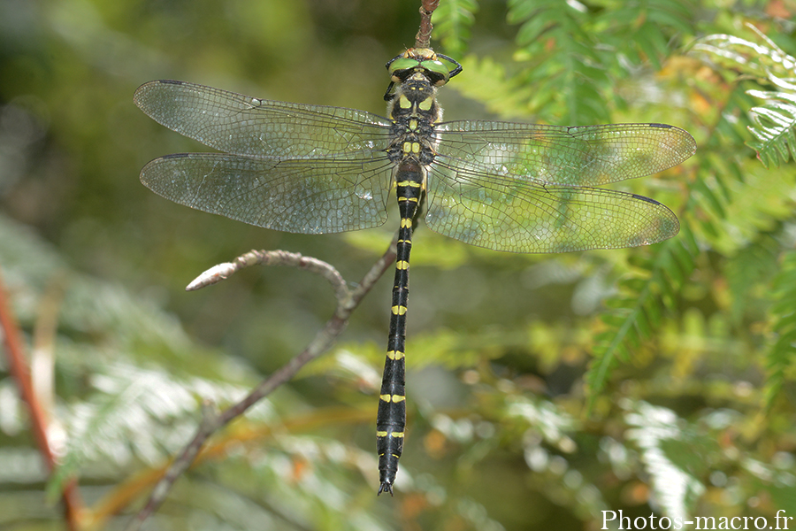 Cordulegaster boltonii