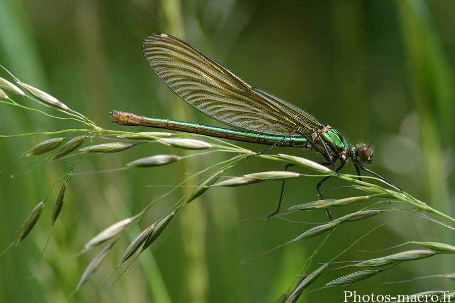 Calopteryx virgo