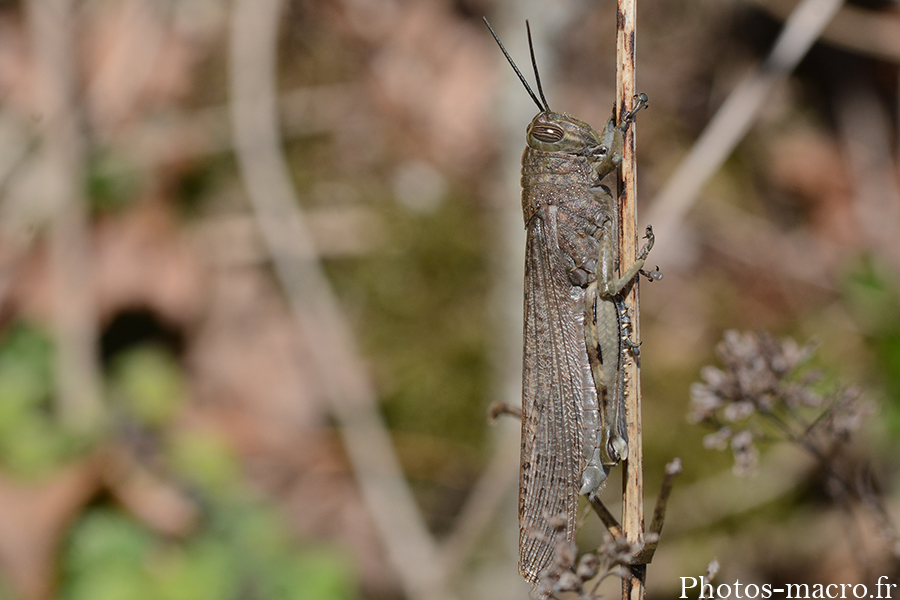 Anacridium aegyptium