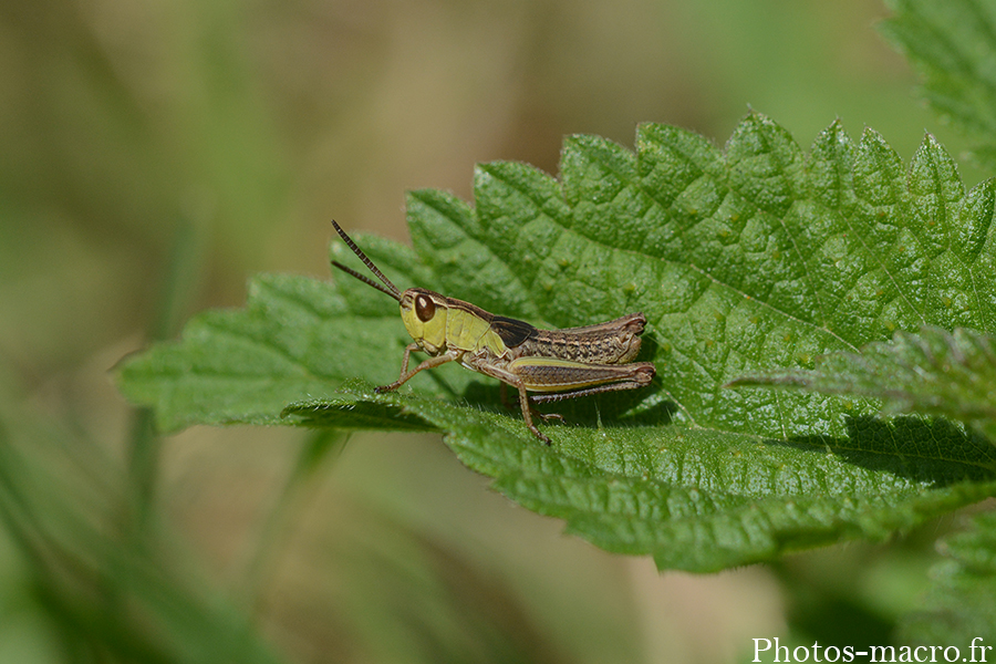 Pseudochorthippus montanus