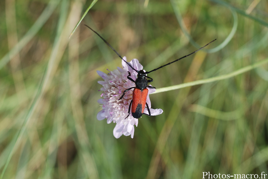 Anoplodera cordigera