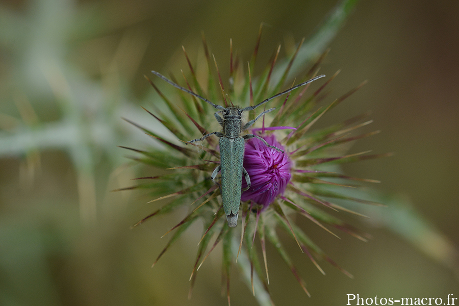 Phytoecia coerulescens