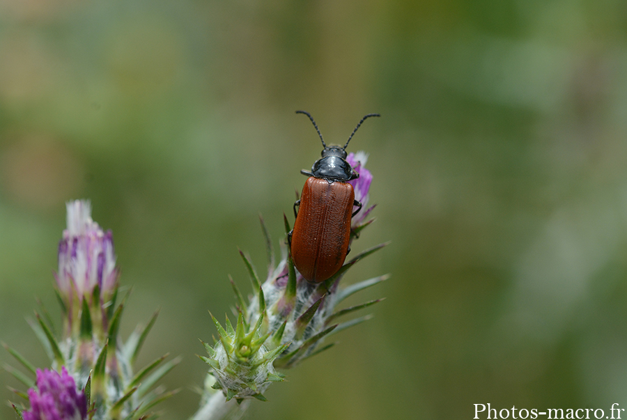 Omophlus lepturoides