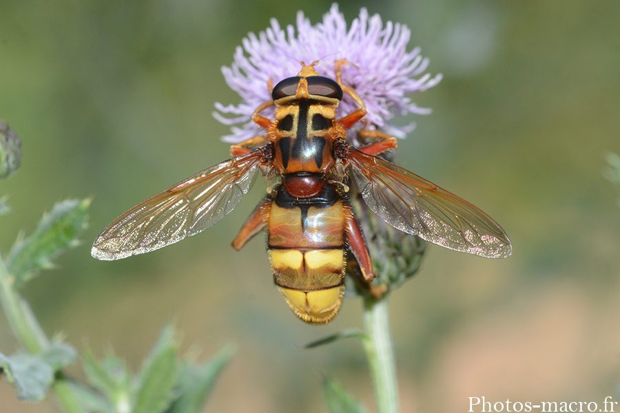 Milesia crabroniformis