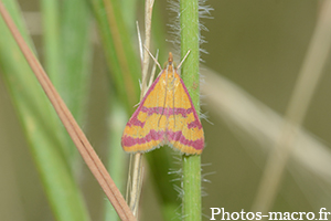 Pyrausta virginalis